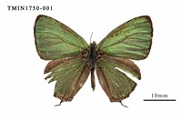 藏品(黃閃翠灰蝶)的圖片